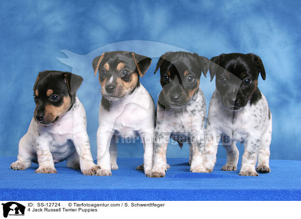 4 Jack Russell Terrier Welpen / 4 Jack Russell Terrier Puppies / SS-12724