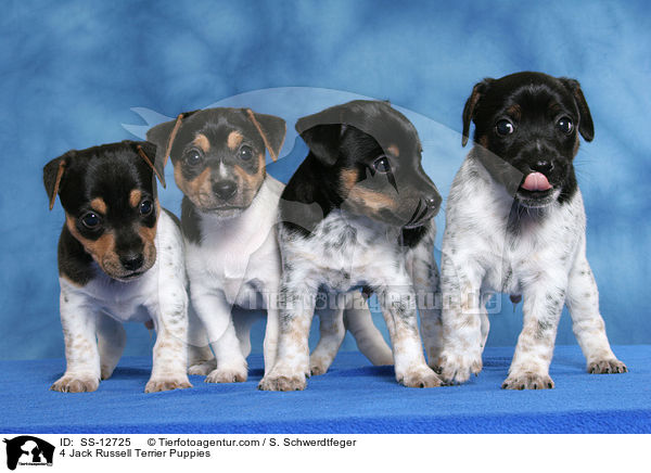 4 Jack Russell Terrier Welpen / 4 Jack Russell Terrier Puppies / SS-12725