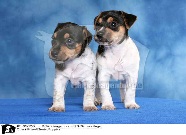 2 Jack Russell Terrier Welpen / 2 Jack Russell Terrier Puppies / SS-12726
