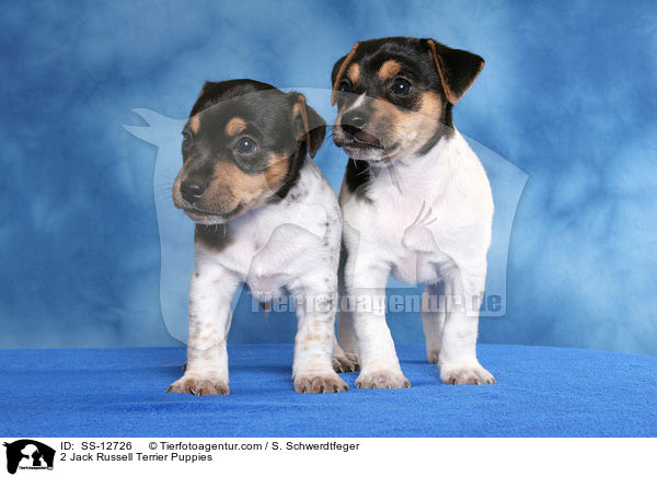2 Jack Russell Terrier Puppies / SS-12726