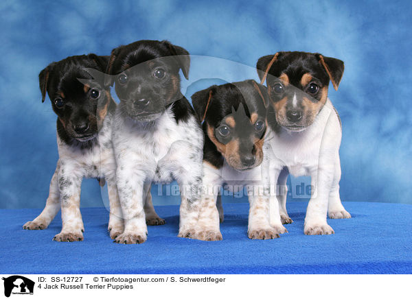 4 Jack Russell Terrier Welpen / 4 Jack Russell Terrier Puppies / SS-12727