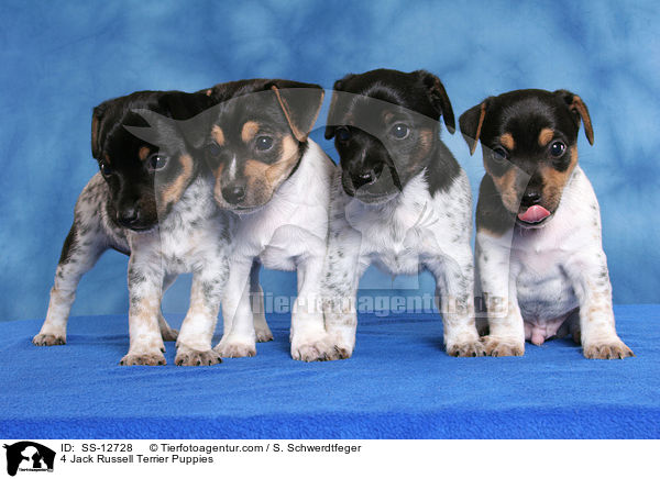 4 Jack Russell Terrier Welpen / 4 Jack Russell Terrier Puppies / SS-12728