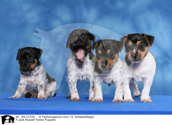4 Jack Russell Terrier Welpen / 4 Jack Russell Terrier Puppies / SS-12729