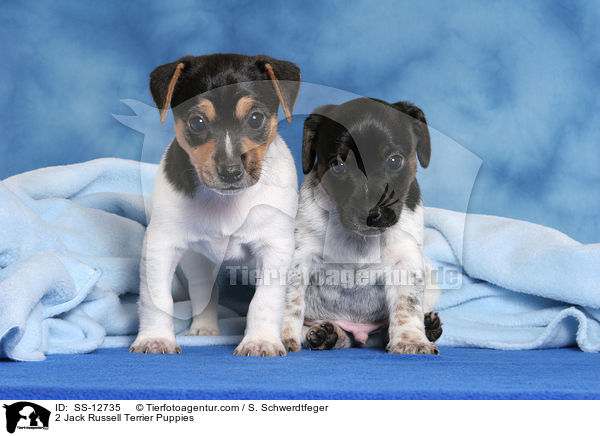 2 Jack Russell Terrier Welpen / 2 Jack Russell Terrier Puppies / SS-12735