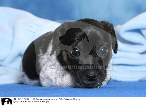 liegender Jack Russell Terrier Welpe / lying Jack Russell Terrier Puppy / SS-12737
