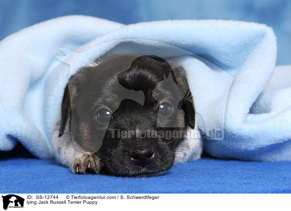 liegender Jack Russell Terrier Welpe / lying Jack Russell Terrier Puppy / SS-12744