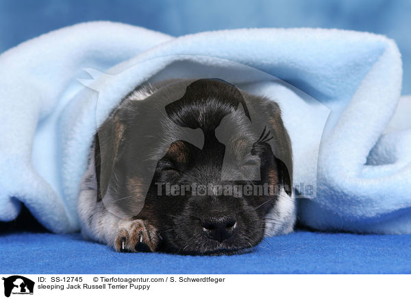 schlafender Jack Russell Terrier Welpe / sleeping Jack Russell Terrier Puppy / SS-12745