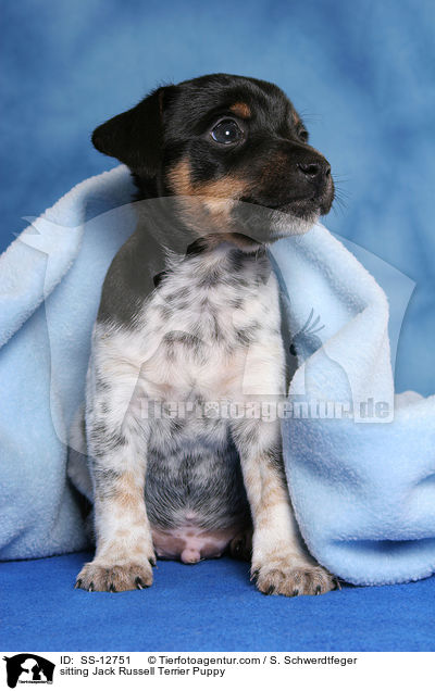 sitzendender Jack Russell Terrier Welpe / sitting Jack Russell Terrier Puppy / SS-12751