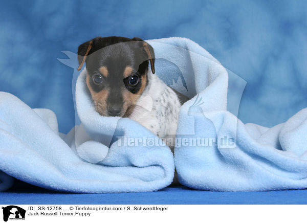 Jack Russell Terrier Welpe / Jack Russell Terrier Puppy / SS-12758