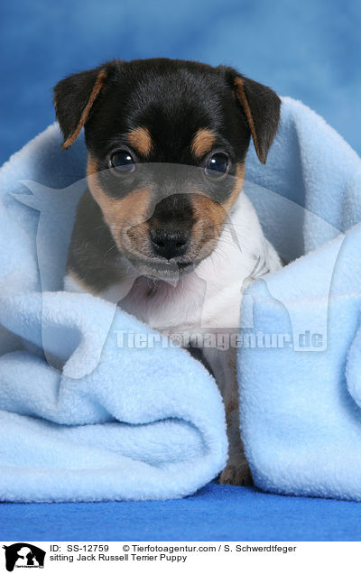 sitzendender Jack Russell Terrier Welpe / sitting Jack Russell Terrier Puppy / SS-12759