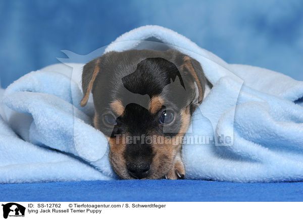 liegender Jack Russell Terrier Welpe / lying Jack Russell Terrier Puppy / SS-12762
