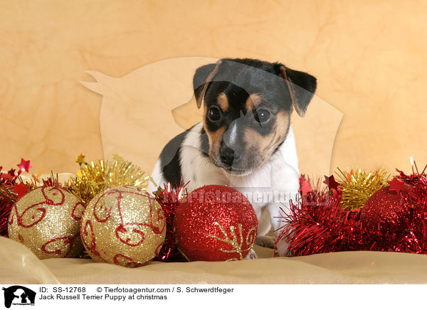 Jack Russell Terrier Welpe zu Weihnachten / Jack Russell Terrier Puppy at christmas / SS-12768