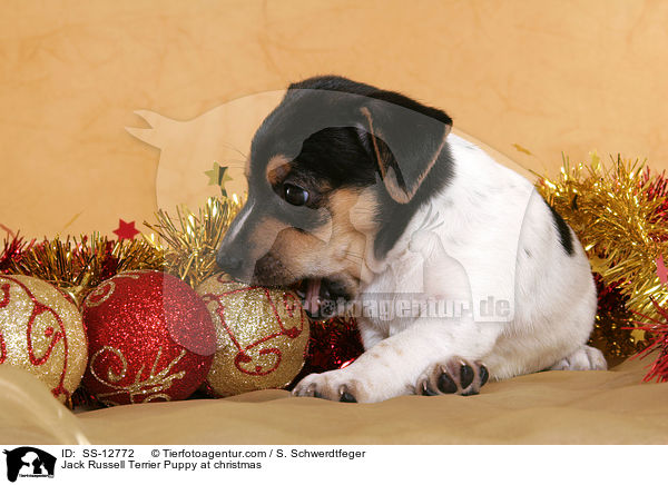 Jack Russell Terrier Welpe zu Weihnachten / Jack Russell Terrier Puppy at christmas / SS-12772