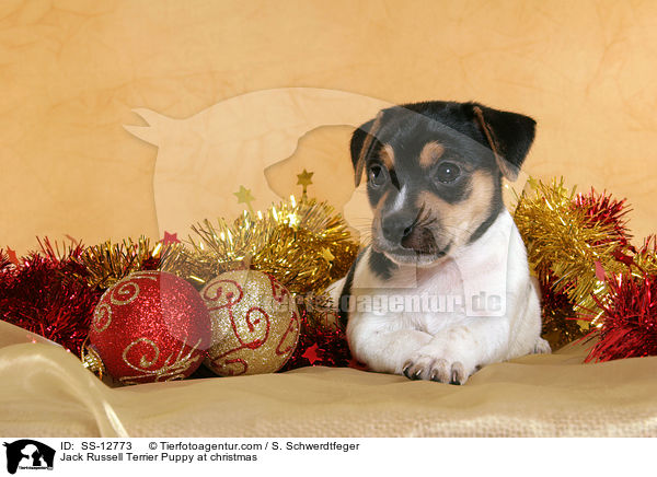 Jack Russell Terrier Welpe zu Weihnachten / Jack Russell Terrier Puppy at christmas / SS-12773