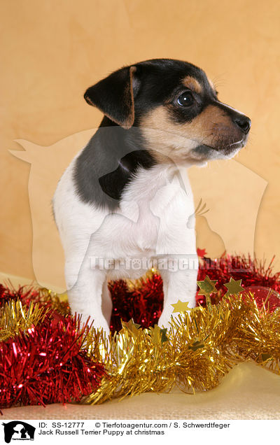 Jack Russell Terrier Welpe zu Weihnachten / Jack Russell Terrier Puppy at christmas / SS-12777