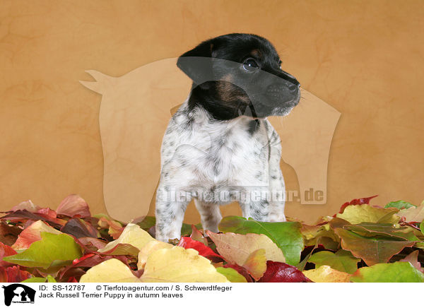 Jack Russell Terrier Welpe im Herbstlaub / Jack Russell Terrier Puppy in autumn leaves / SS-12787
