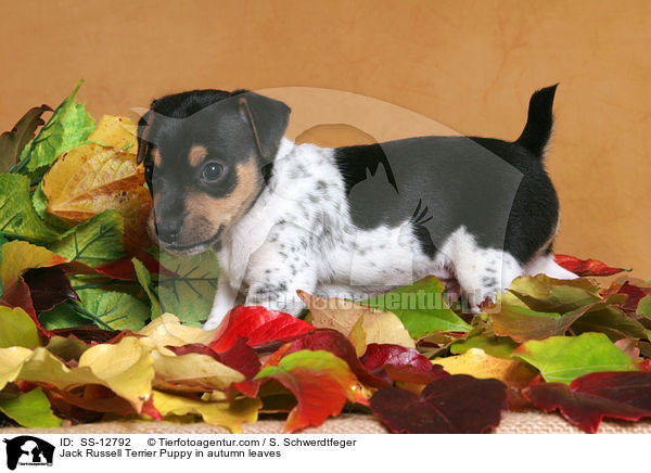 Jack Russell Terrier Welpe im Herbstlaub / Jack Russell Terrier Puppy in autumn leaves / SS-12792