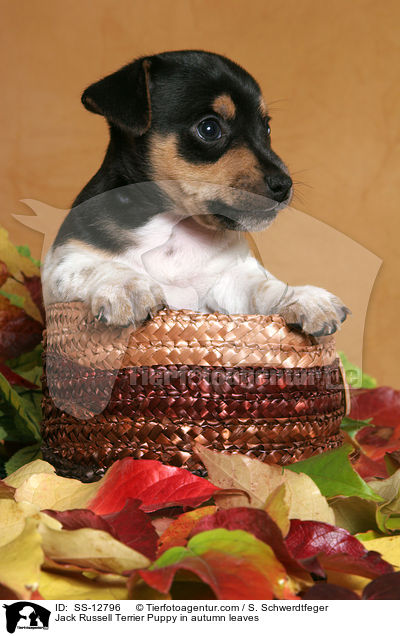 Jack Russell Terrier Puppy in autumn leaves / SS-12796