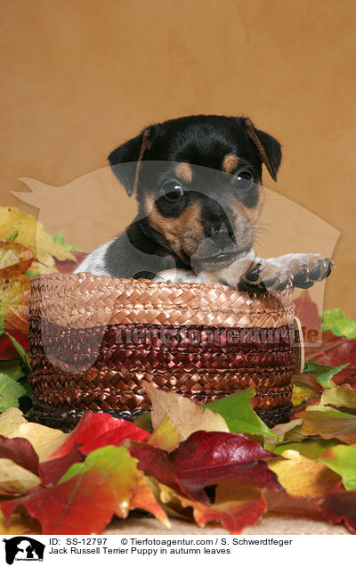 Jack Russell Terrier Welpe im Herbstlaub / Jack Russell Terrier Puppy in autumn leaves / SS-12797