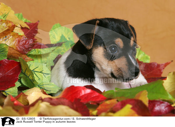 Jack Russell Terrier Welpe im Herbstlaub / Jack Russell Terrier Puppy in autumn leaves / SS-12805