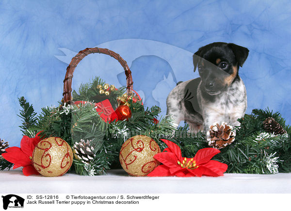 Jack Russell Terrier Welpe in Weihnachtsschmuck / Jack Russell Terrier puppy in Christmas decoration / SS-12816