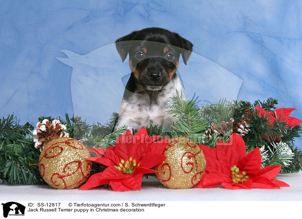 Jack Russell Terrier Welpe in Weihnachtsschmuck / Jack Russell Terrier puppy in Christmas decoration / SS-12817