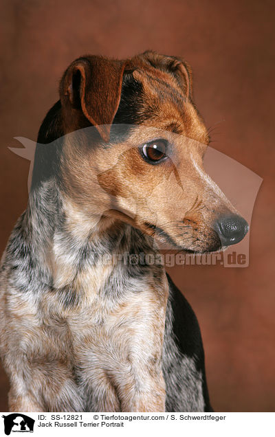 Jack Russell Terrier Portrait / SS-12821