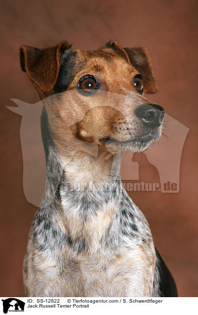 Jack Russell Terrier Portrait / SS-12822