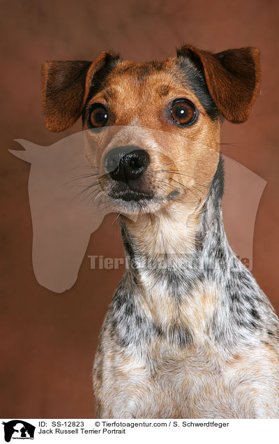 Jack Russell Terrier Portrait / SS-12823