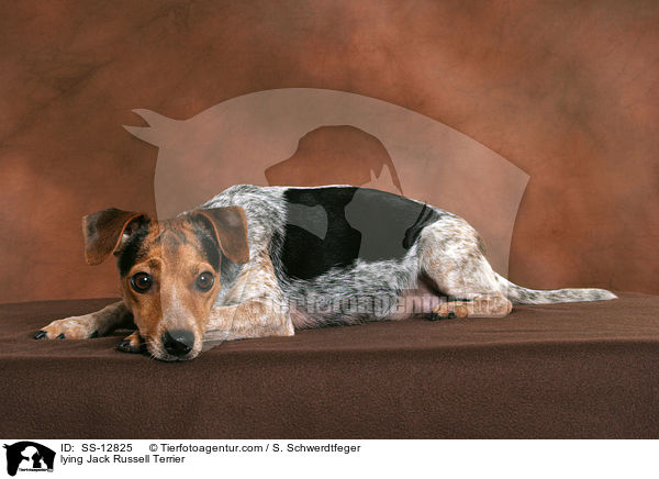 lying Jack Russell Terrier / SS-12825