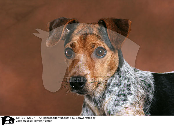 Jack Russell Terrier Portrait / SS-12827