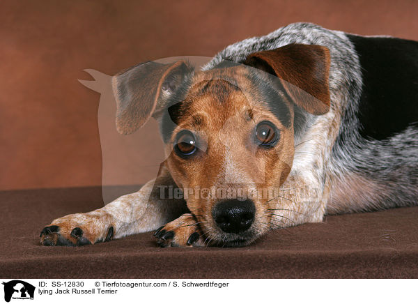 lying Jack Russell Terrier / SS-12830