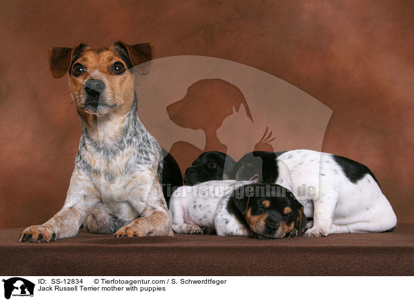 Jack Russell Terrier Hndin mit Welpen / Jack Russell Terrier mother with puppies / SS-12834