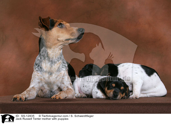 Jack Russell Terrier Hndin mit Welpen / Jack Russell Terrier mother with puppies / SS-12835