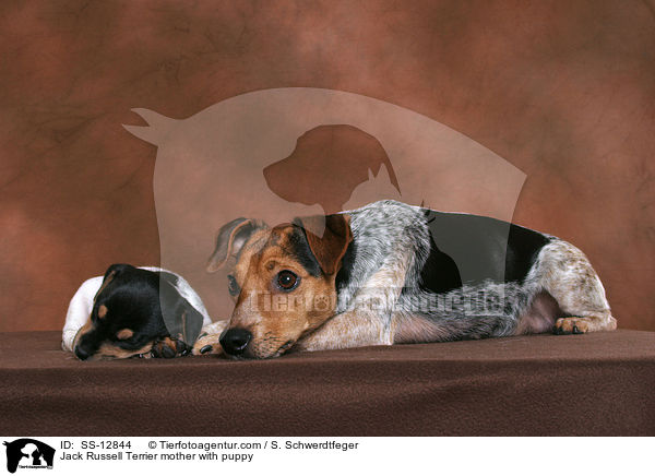 Jack Russell Terrier Hndin mit Welpe / Jack Russell Terrier mother with puppy / SS-12844