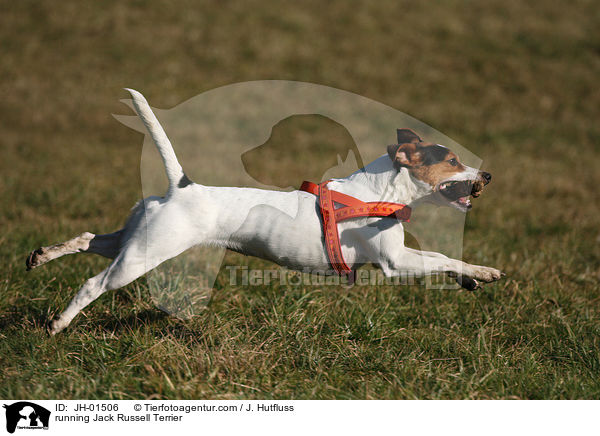 rennender Jack Russell Terrier / running Jack Russell Terrier / JH-01506