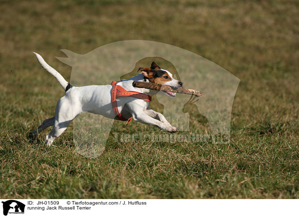 rennender Jack Russell Terrier / running Jack Russell Terrier / JH-01509