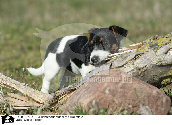 Jack Russell Terrier / Jack Russell Terrier / IF-02435