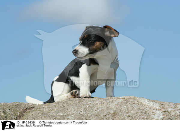 sitzender Jack Russell Terrier / sitting Jack Russell Terrier / IF-02439