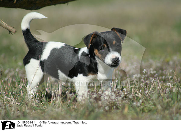 Jack Russell Terrier / Jack Russell Terrier / IF-02441