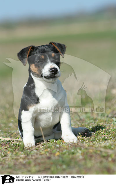 sitzender Jack Russell Terrier / sitting Jack Russell Terrier / IF-02449