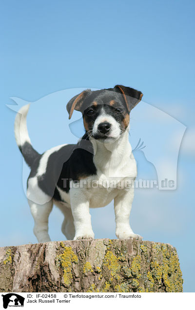 Jack Russell Terrier / Jack Russell Terrier / IF-02458