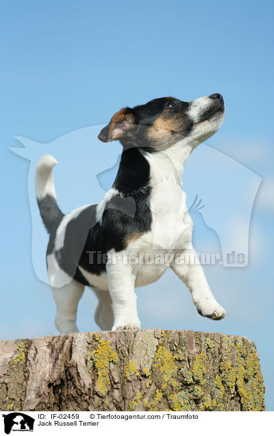 Jack Russell Terrier / Jack Russell Terrier / IF-02459