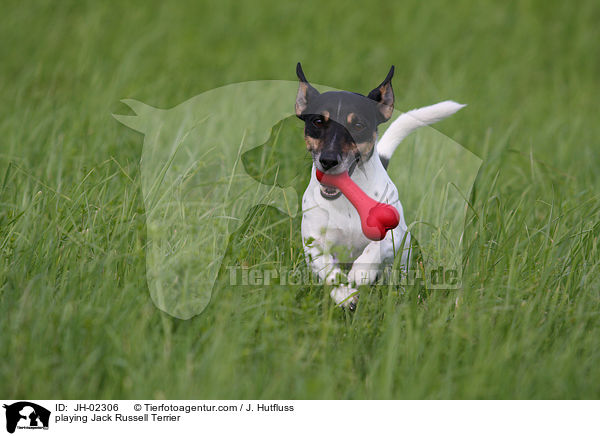 spielender Jack Russell Terrier / playing Jack Russell Terrier / JH-02306
