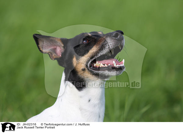 Jack Russell Terrier Portrait / Jack Russell Terrier Portrait / JH-02316