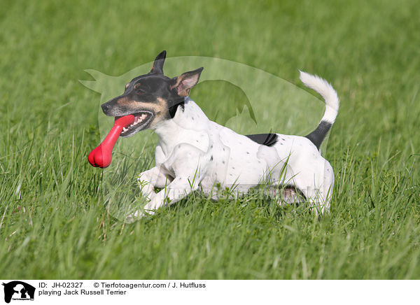 spielender Jack Russell Terrier / playing Jack Russell Terrier / JH-02327