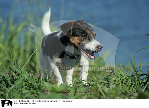 Jack Russell Terrier / Jack Russell Terrier / IF-02583