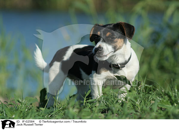 Jack Russell Terrier / Jack Russell Terrier / IF-02584