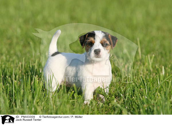 Jack Russell Terrier / Jack Russell Terrier / PM-03309