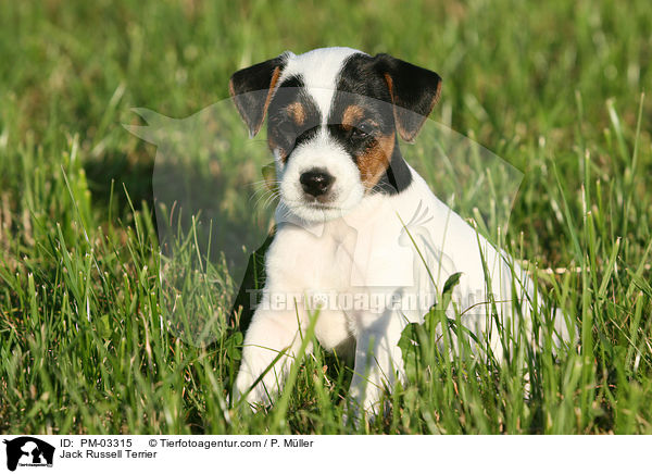 Jack Russell Terrier / PM-03315